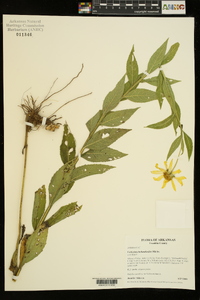 Verbesina helianthoides image