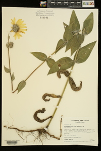 Helianthus mollis image