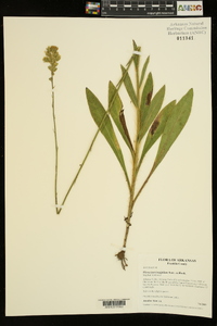 Hieracium longipilum image