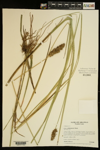 Carex oklahomensis image