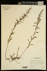 Crocanthemum rosmarinifolium image