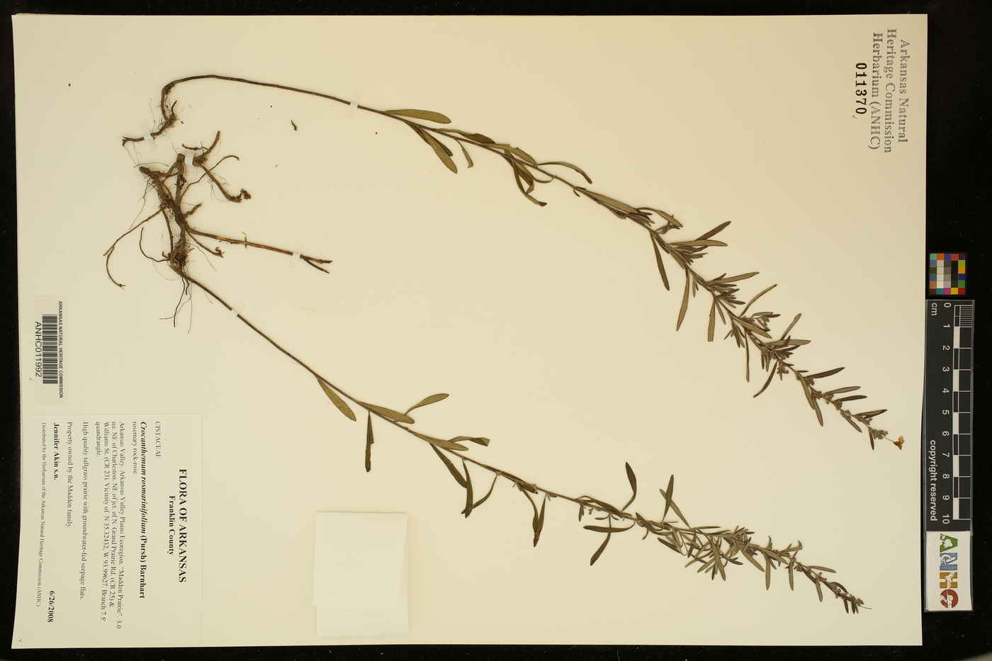 Crocanthemum rosmarinifolium image