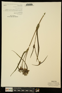 Tradescantia ohiensis image