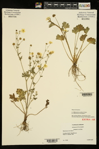 Ranunculus muricatus image