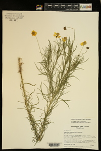 Helenium amarum var. amarum image