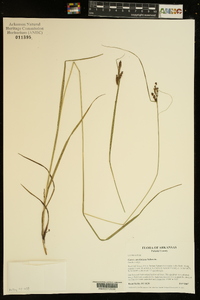 Carex caroliniana image