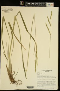 Paspalum dilatatum image