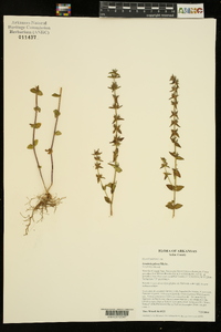 Gratiola pilosa image