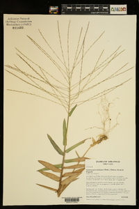 Gymnopogon ambiguus image