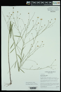 Boltonia diffusa var. diffusa image