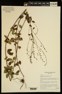 Desmodium marilandicum image