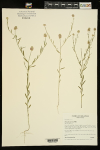 Polygala mariana image