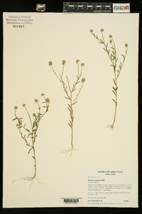 Polygala mariana image