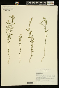 Polygala sanguinea image