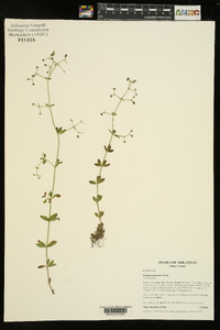 Galium pilosum image