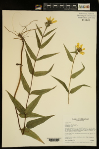 Helianthus divaricatus image