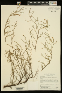 Polygonella americana image