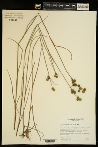 Juncus scirpoides image