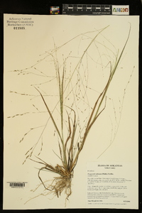 Eragrostis refracta image