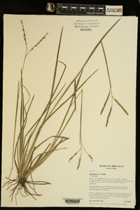 Paspalum laeve image