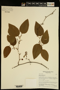 Smilax walteri image