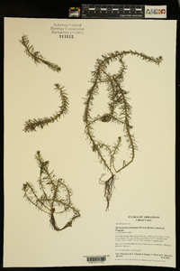 Myriophyllum pinnatum image