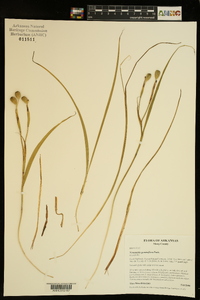 Nemastylis geminiflora image