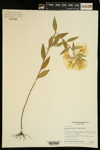 Oenothera pilosella image