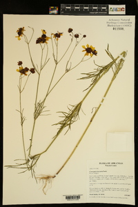 Coreopsis tinctoria image