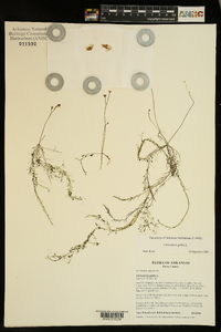 Utricularia gibba image