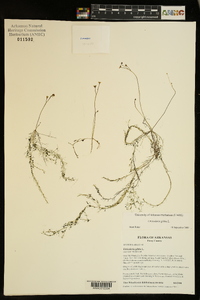 Utricularia gibba image