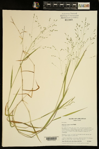 Kellochloa verrucosa image