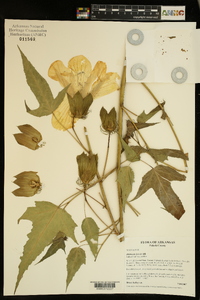 Hibiscus laevis image