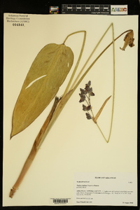 Thalia dealbata image