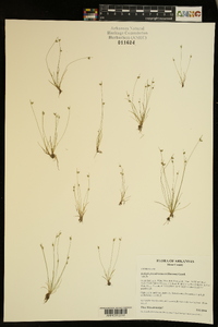 Isolepis pseudosetacea image