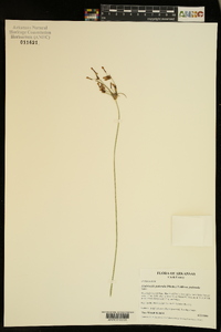 Fimbristylis puberula var. puberula image