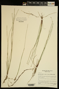 Eleocharis wolfii image