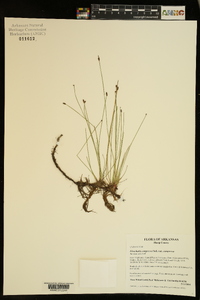 Eleocharis compressa image
