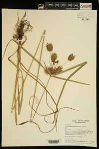 Cyperus lancastriensis image