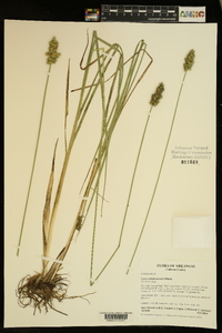 Carex oklahomensis image