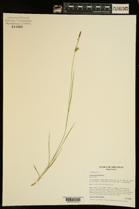 Carex meadii image