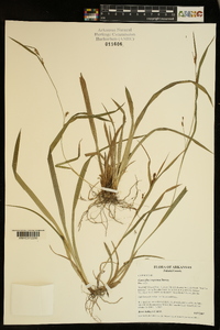 Carex flaccosperma image