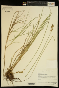 Carex ozarkana image