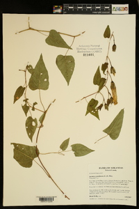 Ipomoea pandurata image