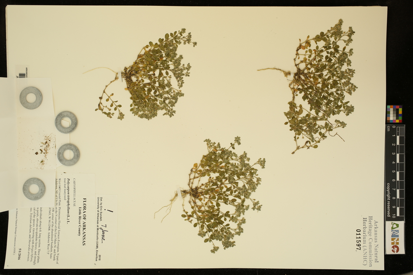 Polycarpon image