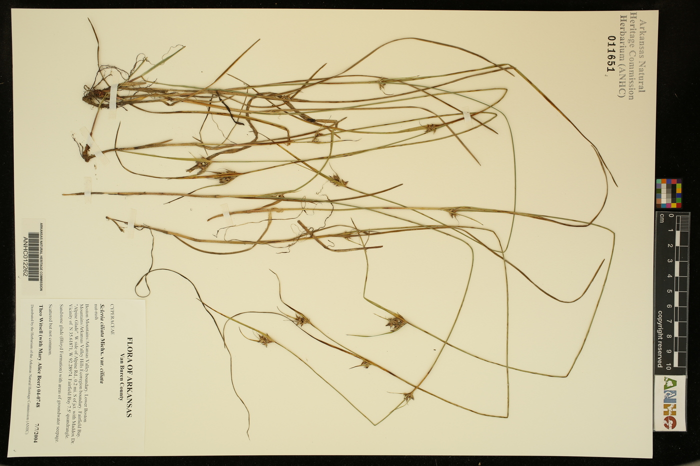 Scleria ciliata var. ciliata image