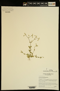 Cerastium brachypetalum image