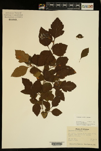 Crataegus viridis image
