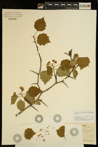 Crataegus pruinosa image