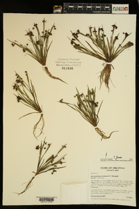 Sisyrinchium rosulatum image